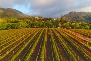 Constantia: Wine Walk with Lunch and Enchanting Stories