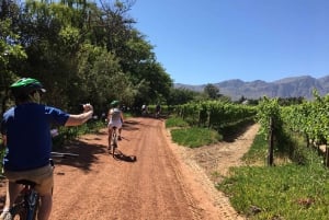 Constantia: Tour privato in bicicletta delle Winelands