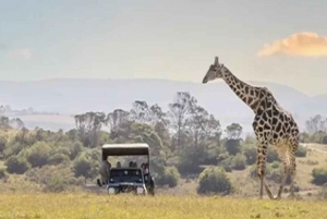 Cape Town: Privat safari på Aquila Game modtager