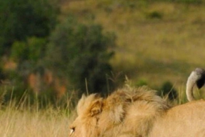 Città del Capo: Safari privato all'Aquila Game receive