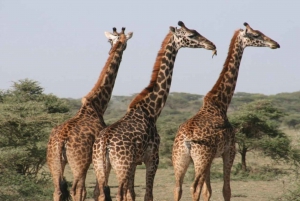 Kapstaden: Privat safari på Aquila Game receive
