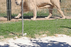 CT: Gepardy, duże koty i winnice