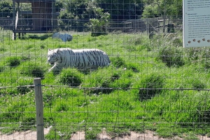 CT: Gepardy, duże koty i winnice