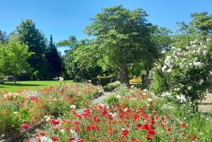 CT: Gepardy, duże koty i winnice