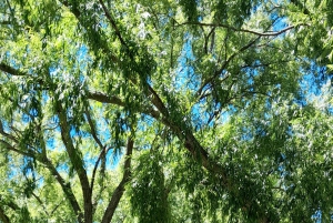 CT: Gepardy, duże koty i winnice