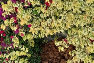 CT: Gepardy, duże koty i winnice