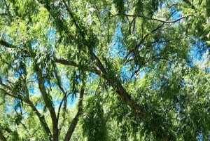 CT:Cheetah outreach ,Big Cats And Vineyard Experience