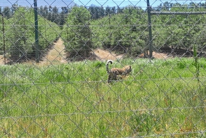 CT:Cheetah outreach ,Big Cats And Vineyard Experience