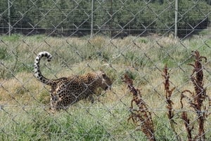 CT:Cheetah outreach ,Big Cats And Vineyard Experience