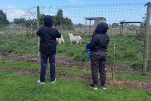 CT:Cheetah outreach ,Big Cats And Vineyard Experience