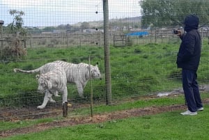 CT:Cheetah outreach ,Big Cats And Vineyard Experience