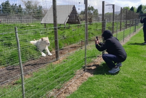 CT:Cheetah outreach ,Big Cats And Vineyard Experience
