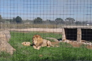CT:Cheetah outreach ,Big Cats And Vineyard Experience