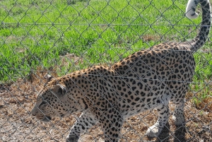 CT:Cheetah outreach ,Big Cats And Vineyard Experience