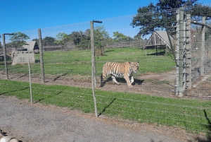 CT:Cheetah outreach ,Big Cats And Vineyard Experience