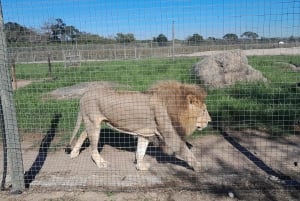 CT:Cheetah outreach ,Big Cats And Vineyard Experience