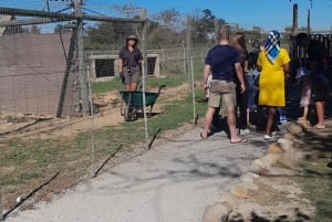 CT:Cheetah outreach ,Big Cats And Vineyard Experience