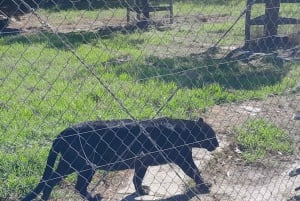 CT:Cheetah outreach ,Big Cats And Vineyard Experience