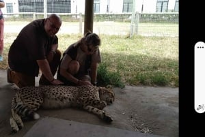 CT:Cheetah outreach ,Big Cats And Vineyard Experience