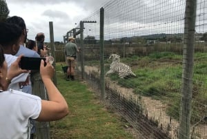 CT: Casa delle giraffe, leoni, leopardi, tigri e degustazione di vini