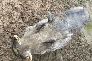 CT: Casa delle giraffe, leoni, leopardi, tigri e degustazione di vini