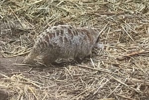CT: Casa delle giraffe, leoni, leopardi, tigri e degustazione di vini