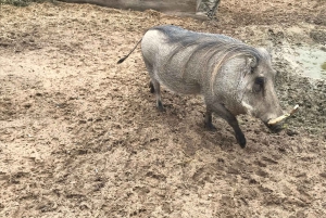 CT: Casa delle giraffe, leoni, leopardi, tigri e degustazione di vini