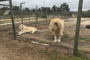 CT: Casa delle giraffe, leoni, leopardi, tigri e degustazione di vini