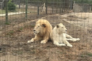 CT: Casa delle giraffe, leoni, leopardi, tigri e degustazione di vini