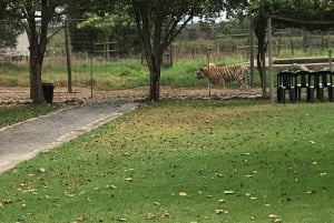 CT: Casa delle giraffe, leoni, leopardi, tigri e degustazione di vini