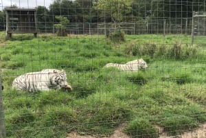 CT: Casa delle giraffe, leoni, leopardi, tigri e degustazione di vini