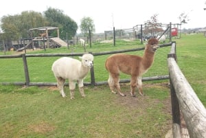 CT: Casa delle giraffe, leoni, leopardi, tigri e degustazione di vini