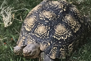 CT: Casa delle giraffe, leoni, leopardi, tigri e degustazione di vini
