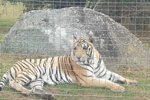 CT: Casa delle giraffe, leoni, leopardi, tigri e degustazione di vini