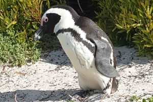 CT: Casa delle giraffe, leoni, leopardi, tigri e degustazione di vini