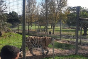 CT: Casa delle giraffe, leoni, leopardi, tigri e degustazione di vini