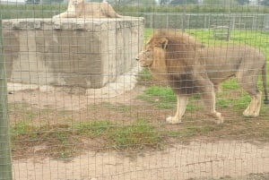CT: Casa delle giraffe, leoni, leopardi, tigri e degustazione di vini