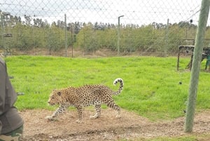 CT: Casa delle giraffe, leoni, leopardi, tigri e degustazione di vini