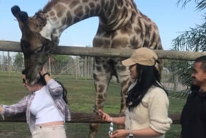 CT: Casa das girafas, leões, leopardos, tigres e degustação de vinhos