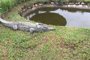 CT: Casa das girafas, leões, leopardos, tigres e degustação de vinhos