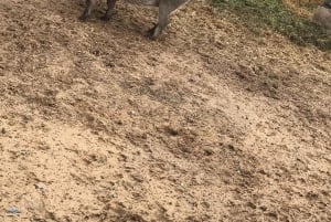 CT: Casa das girafas, leões, leopardos, tigres e degustação de vinhos