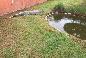 CT: Casa das girafas, leões, leopardos, tigres e degustação de vinhos