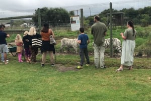CT: Casa das girafas, leões, leopardos, tigres e degustação de vinhos