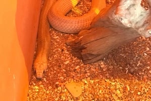 CT: Casa das girafas, leões, leopardos, tigres e degustação de vinhos