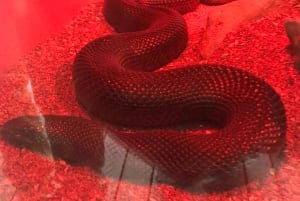 CT: Casa das girafas, leões, leopardos, tigres e degustação de vinhos