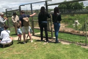 CT: Casa das girafas, leões, leopardos, tigres e degustação de vinhos