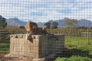 CT: Casa das girafas, leões, leopardos, tigres e degustação de vinhos