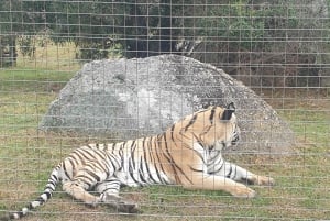 CT: Casa das girafas, leões, leopardos, tigres e degustação de vinhos