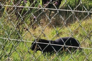 CT: Casa das girafas, leões, leopardos, tigres e degustação de vinhos
