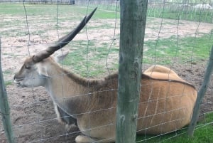 CT: Casa das girafas, leões, leopardos, tigres e degustação de vinhos